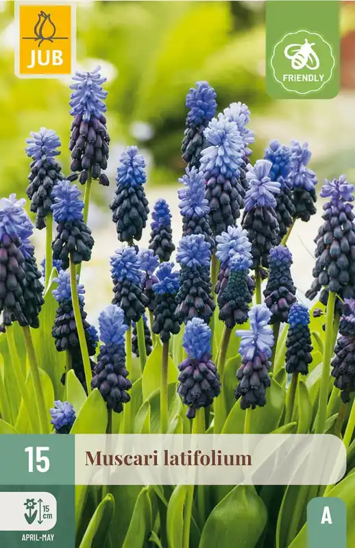 JUB X 15 Muscari latifolium | Zeer goed beoordeeld