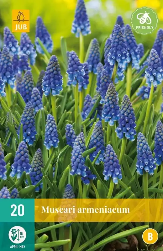 Voordeelprijs | JUB X 20 Muscari armeniacum