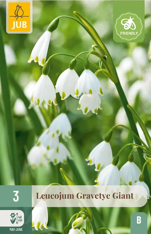 Topproduct - JUB X 3 Leucojum Gravetye Giant