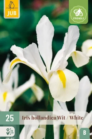 Zojuist toegevoegd - JUB X 25 Iris hollandica Wit