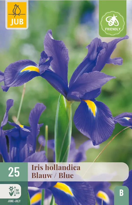 Gratis retourneren | JUB X 25 Iris hollandica Blauw