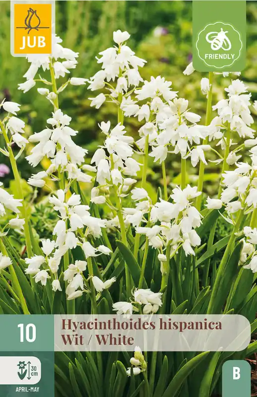 JUB X 10 Hyacinthoides hisp. Wit | Bespaar meer