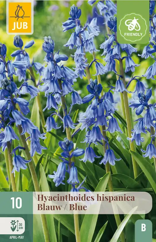 Voordeelprijs - JUB X 10 Hyacinthoides hisp. Blauw