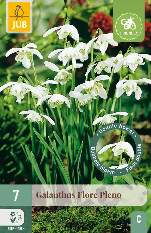 JUB X 7 Galanthus Flore Pleno - Scherp geprijsd