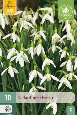 Actie - JUB X 10 Galanthus elwesii
