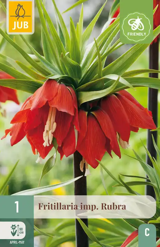 JUB X 1 Fritillaria imp. Rubra - Veel voordeel