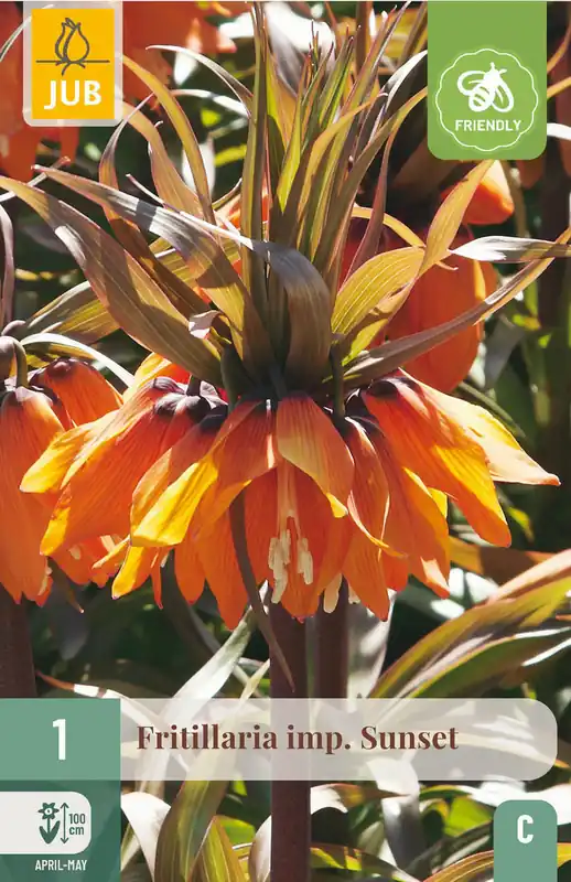 JUB X 1 Fritillaria imp. Sunset | Outlet