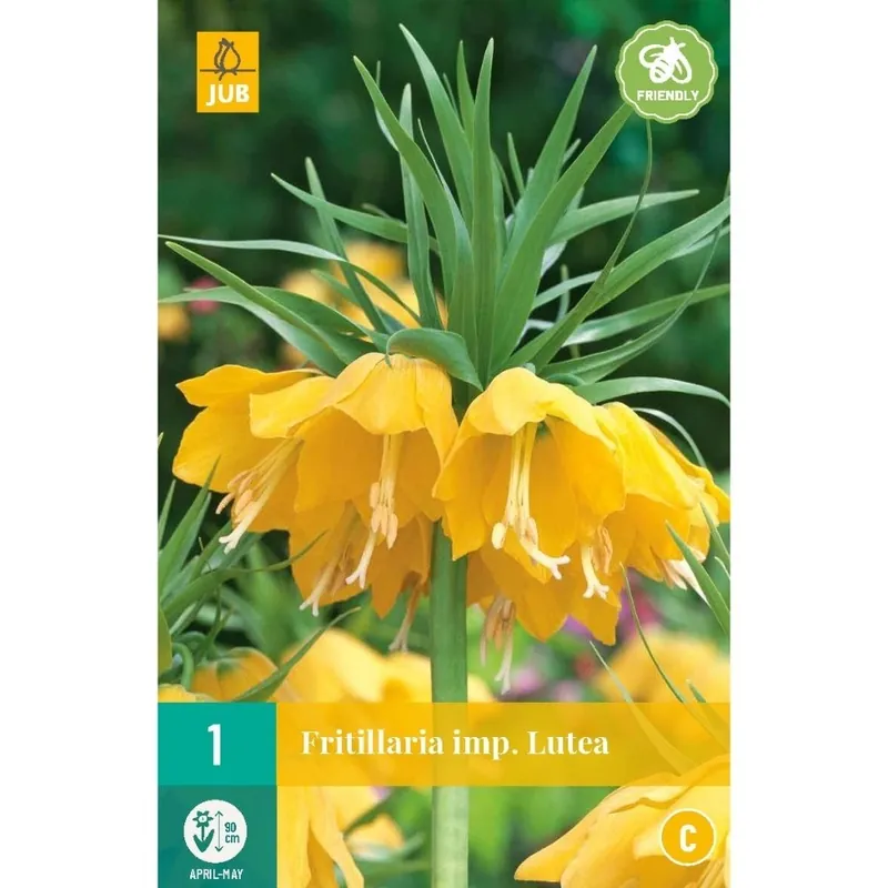 Net gelanceerd - JUB X 1 Fritillaria imp. Lutea
