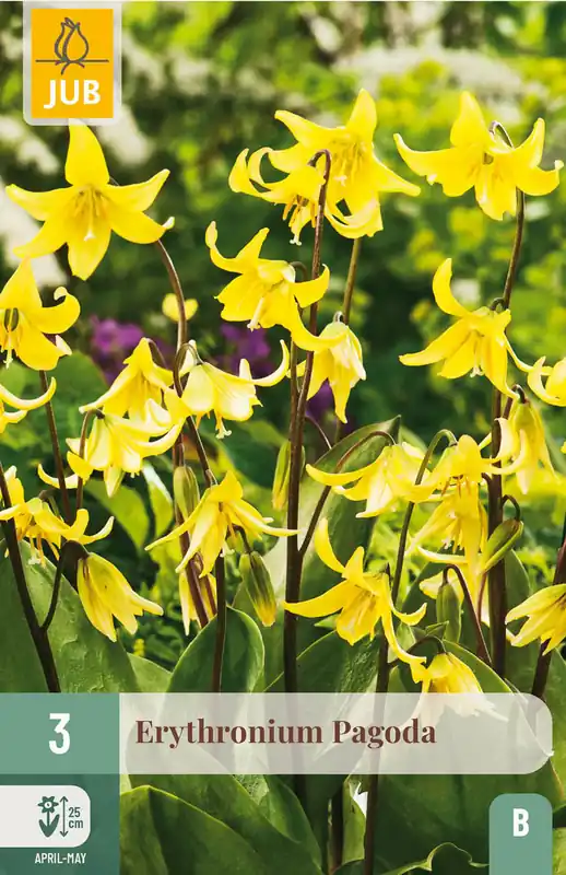 JUB X 3 Erythronium Pagoda | Net binnen