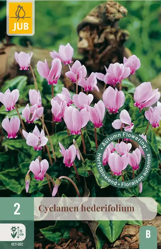 JUB X 2 Cyclamen hederifolium | Klantfavoriet