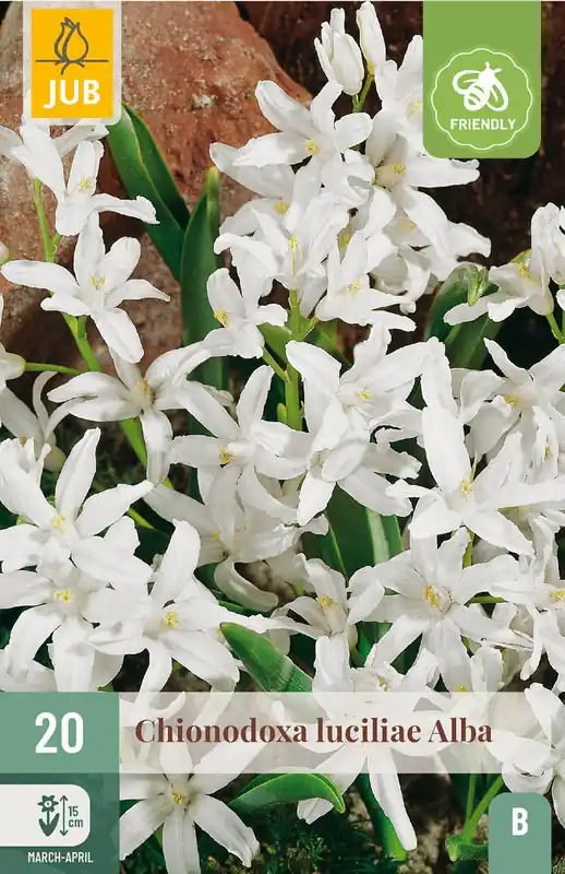 Verlaagde prijs - JUB X 20 Chionodoxa luciliae Alba