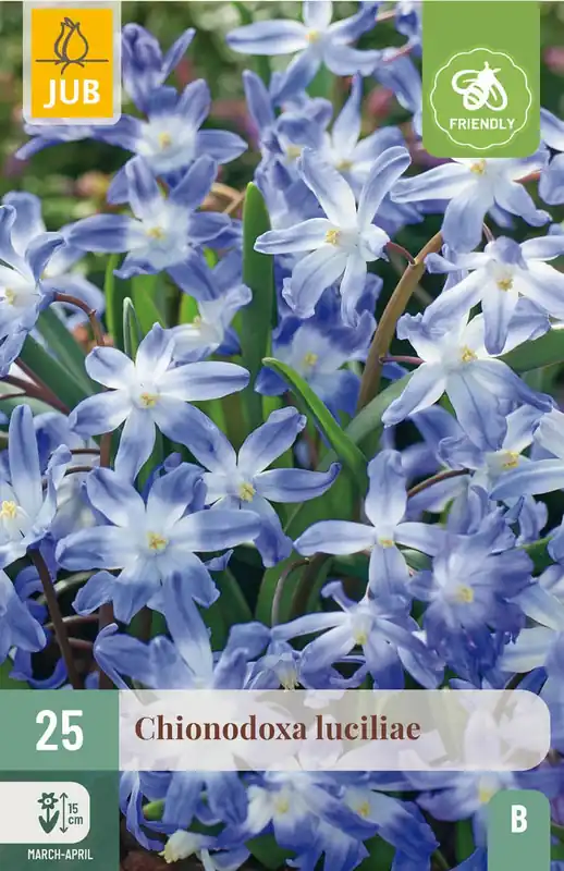 JUB X 25 Chionodoxa luciliae (gigantea) - Populair
