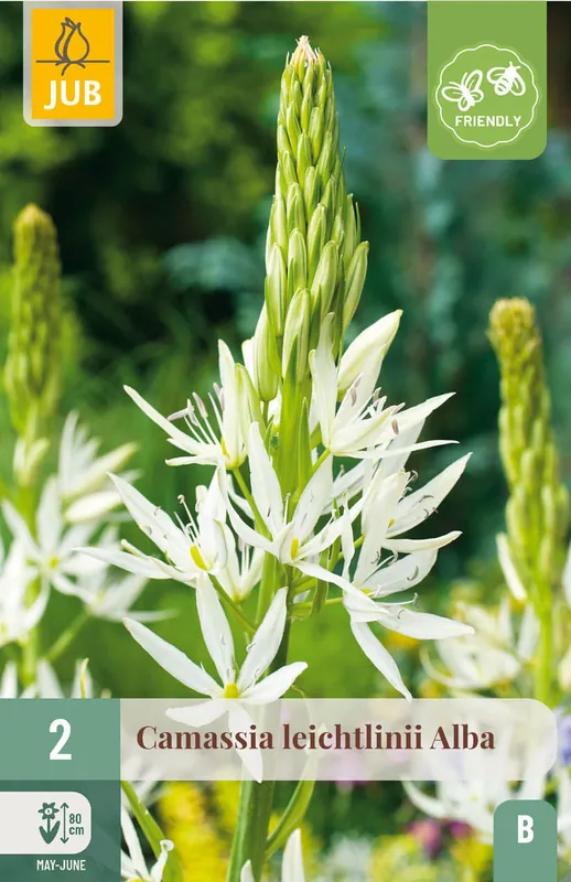 Uitverkoop | JUB X 2 Camassia leichtlinii Alba