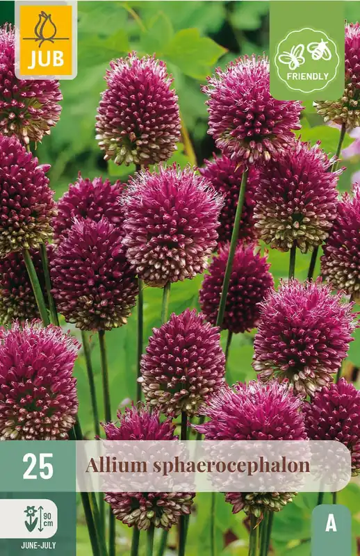 Op voorraad | JUB X 25 Allium sphaerocephalon