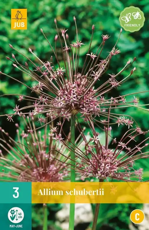 JUB X 3 Allium schubertii | Profiteer nu