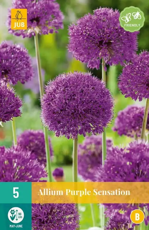 JUB X 5 Allium Purple Sensation | Koop vandaag