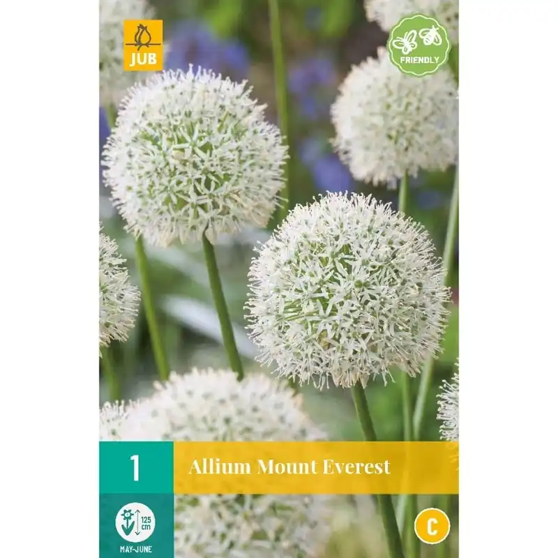 JUB X 1 Allium Mount Everest | Rechtstreeks van de fabrikant
