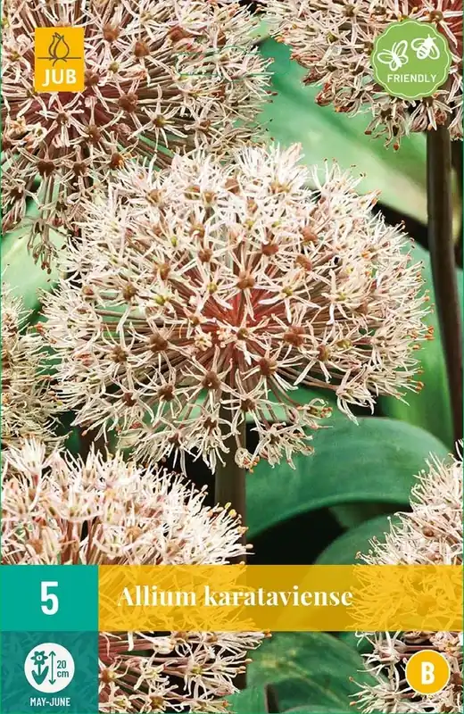 Shop nu | JUB X 5 Allium karataviense