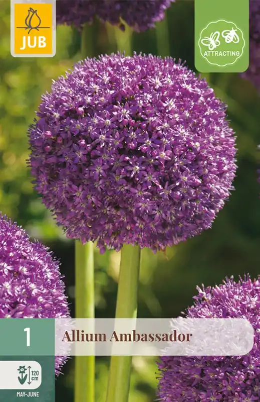 JUB X 1 Allium Ambassador | Direct leverbaar