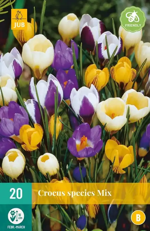 JUB X 20 Crocus species Mix - Klaar voor verzending