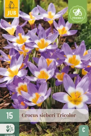 Aanrader - JUB X 15 Crocus sieberi Tricolor