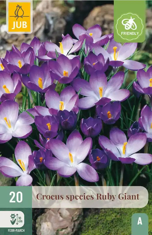 JUB X 20 Crocus Ruby Giant - Veel voordeel