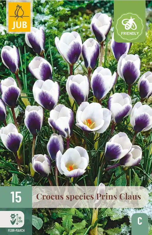 JUB X 15 Crocus Prins Claus - Topproduct