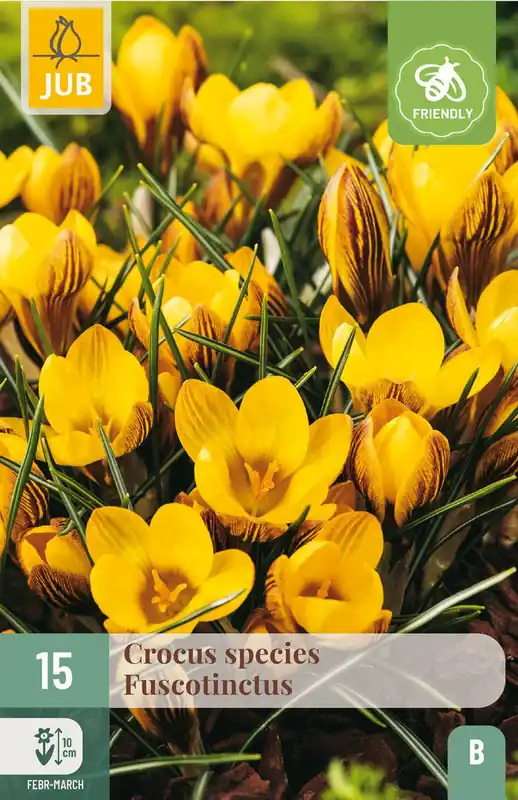 Nog enkele stuks | JUB X 15 Crocus Fuscotinctus
