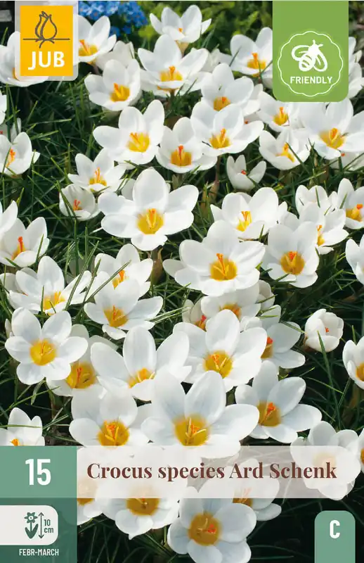 Beperkte voorraad | JUB X 15 Crocus Ard Schenk