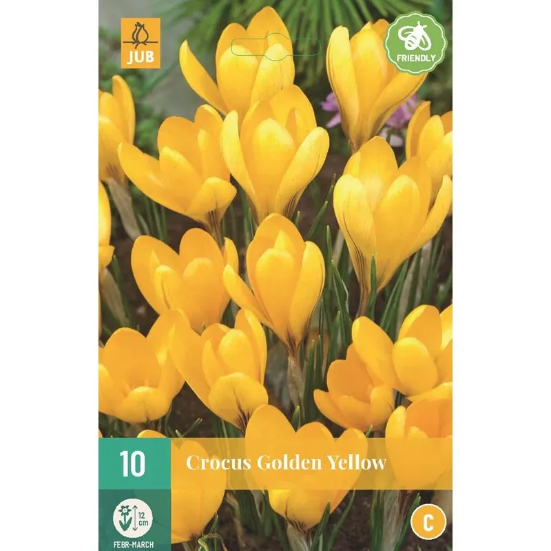 JUB X 10 Crocus Golden Yellow | Meest verkocht