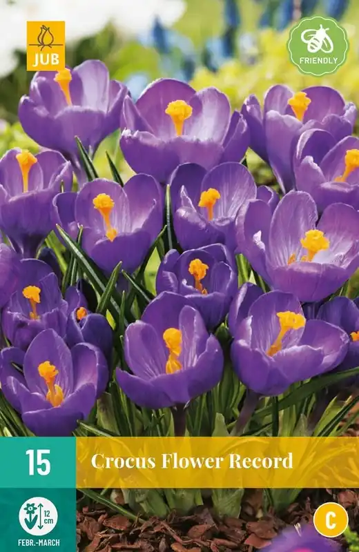JUB X 10 Crocus Flower Record | Direct leverbaar