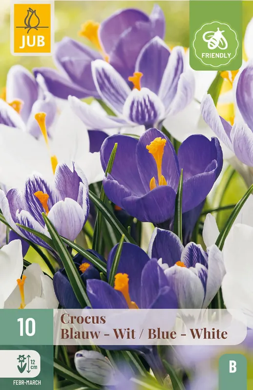 JUB X 10 Crocus Blauw-Wit | Koopje