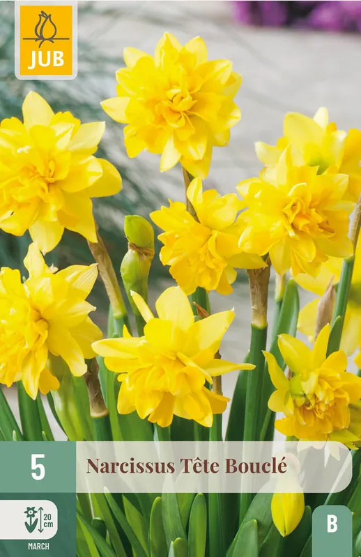 JUB X 5 Narcissus Tête Bouclé - Scherpe prijs
