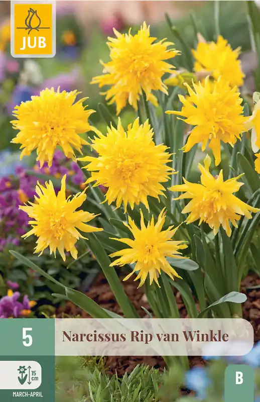 JUB X 5 Narcissus Rip van Winkle - Nieuw binnengekomen