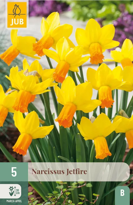Erg populair | JUB X 5 Narcissus Jetfire