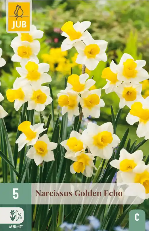 JUB X 5 Narcissus Golden Echo - Bijna uitverkocht