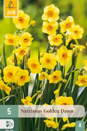 Zolang de voorraad strekt | JUB X 5 Narcissus Golden Dawn