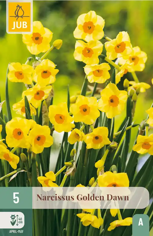 Zolang de voorraad strekt | JUB X 5 Narcissus Golden Dawn