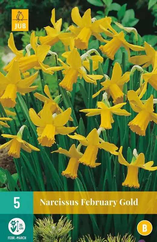 JUB X 5 Narcissus February Gold | Flitsaanbieding