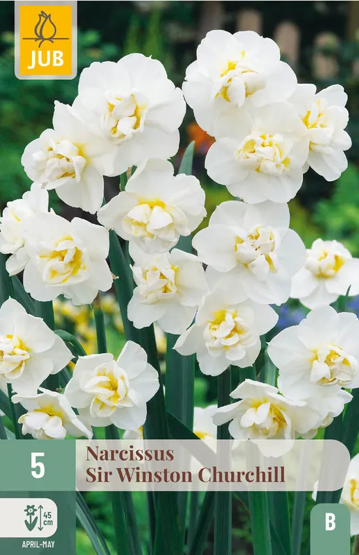 JUB X 5 Narcissus Sir Winston Churchill | Aanrader