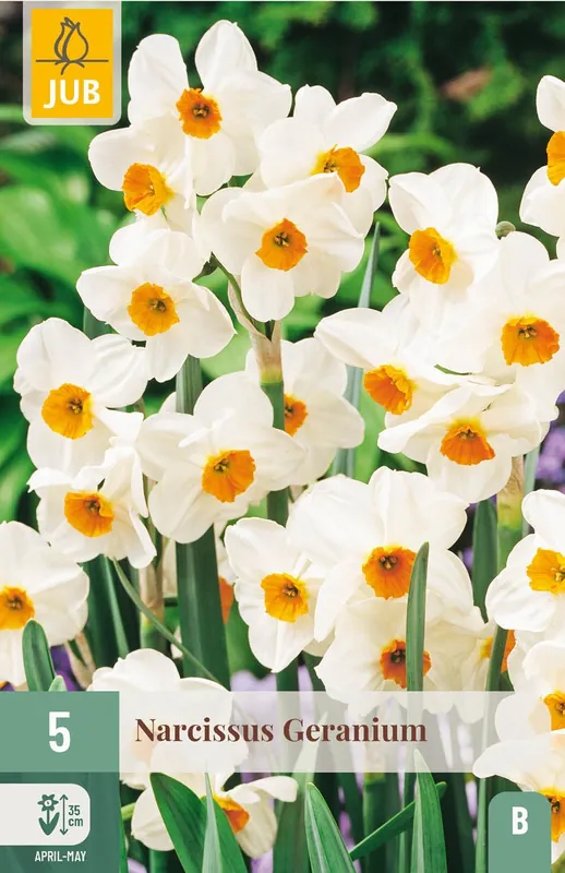 Nog maar een paar beschikbaar | JUB X 5 Narcissus Geranium