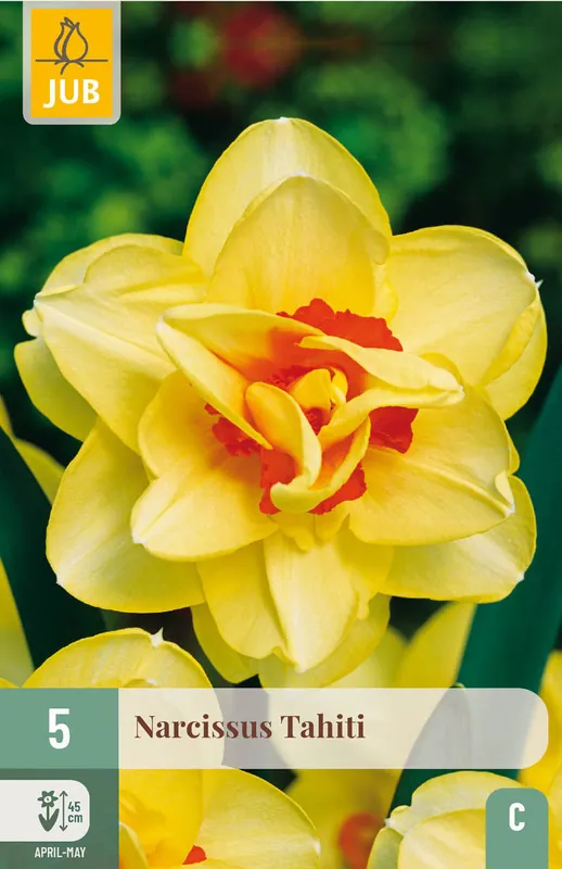 JUB X 5 Narcissus Tahiti | Makkelijk bestellen