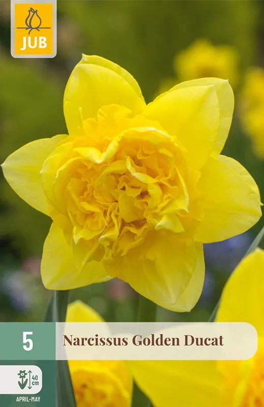JUB X 5 Narcissus Golden Ducat | Hoog gewaardeerd