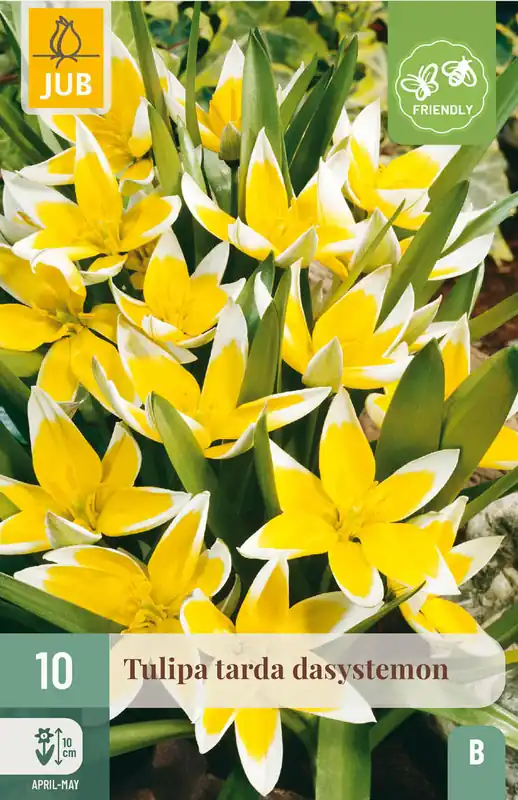 Premium - JUB X 10 Tulipa tarda dasystemon