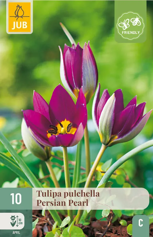JUB X 10 Tulipa pulch. Persian Pearl | Actie loopt bijna af
