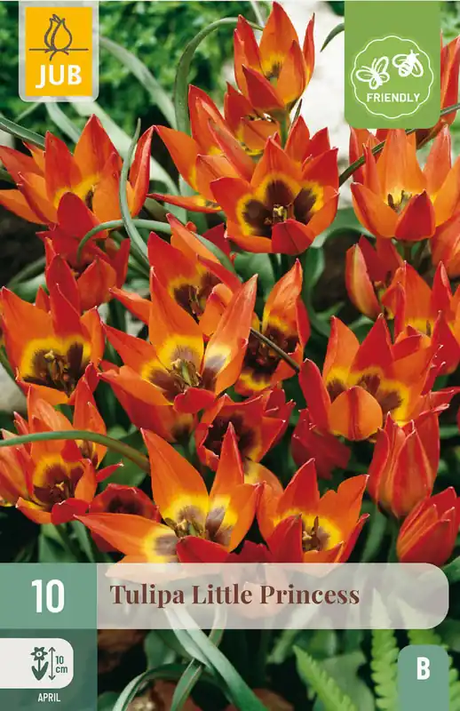 Veel gevraagd | JUB X 10 Tulipa Little Princess