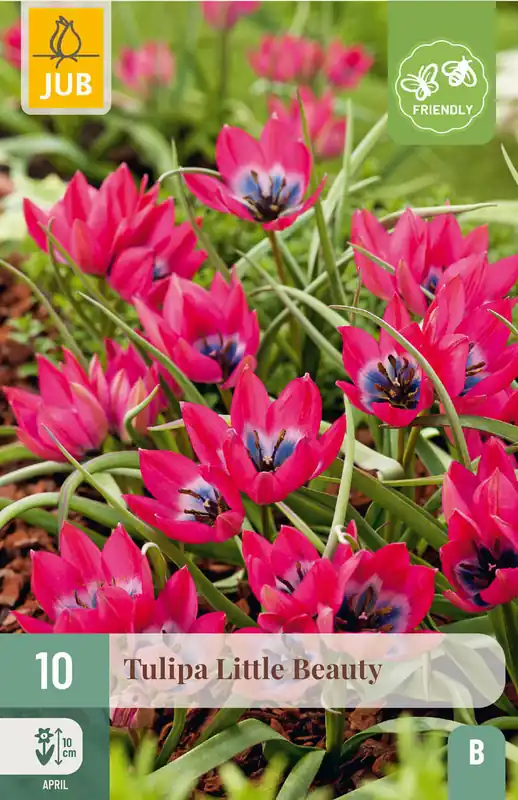 Erg populair | JUB X 10 Tulipa Little Beauty