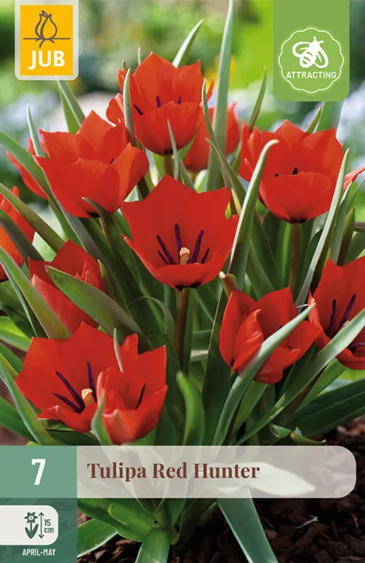 Wees er snel bij | JUB X 7 Tulipa Red Hunter