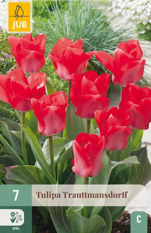JUB X 7 Tulipa Trauttmansdorff | Voordelig