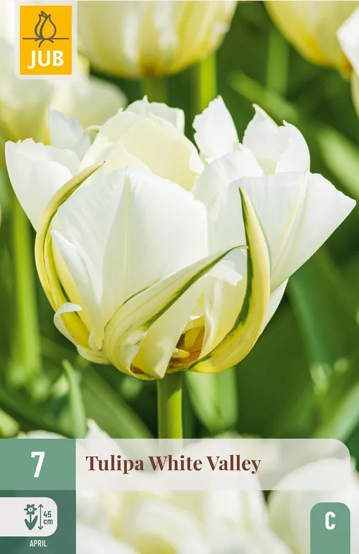 Klantfavoriet | JUB X 7 Tulipa White Valley